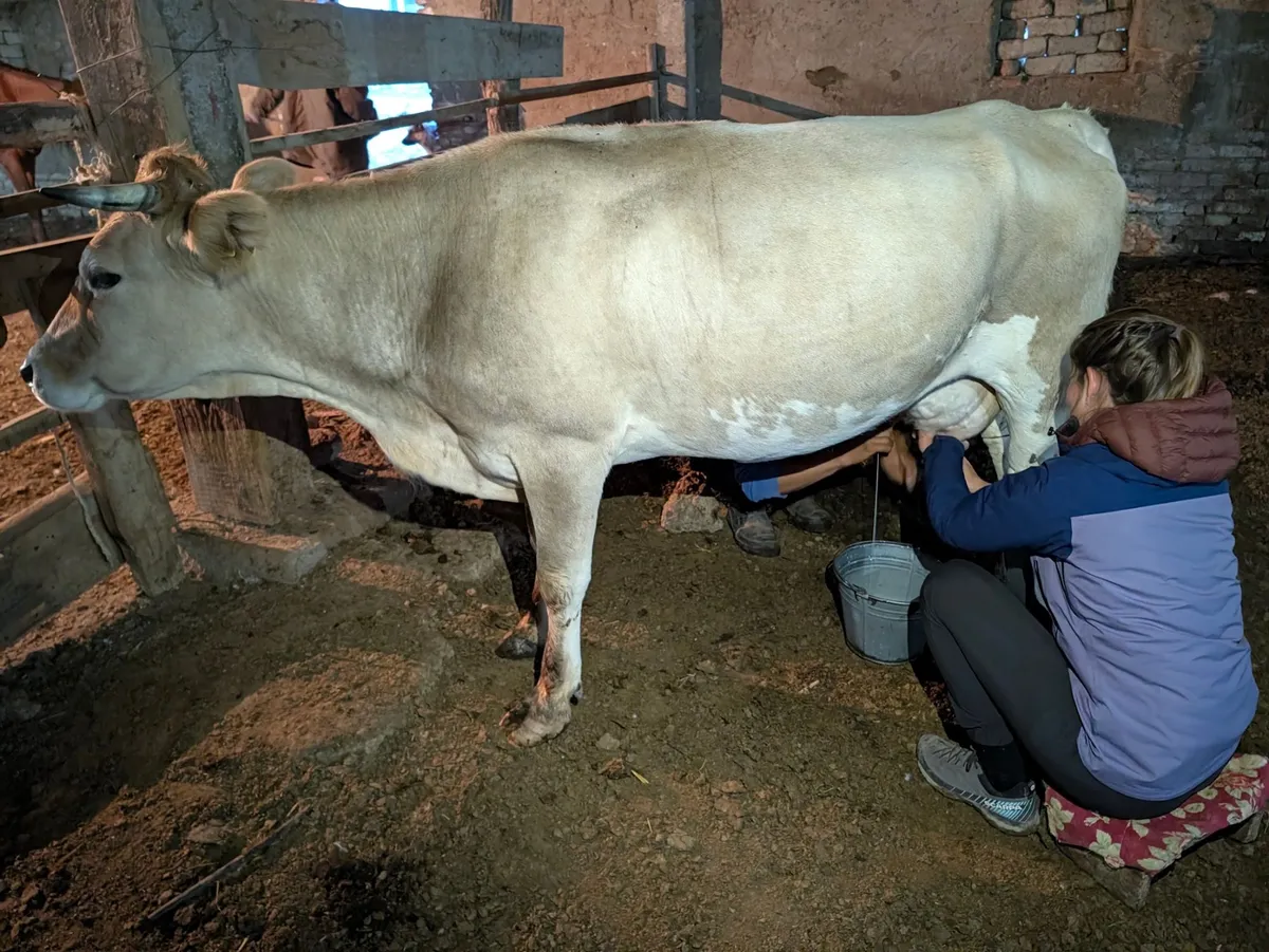 Milking a cow by hand into a bucket in our cowshed