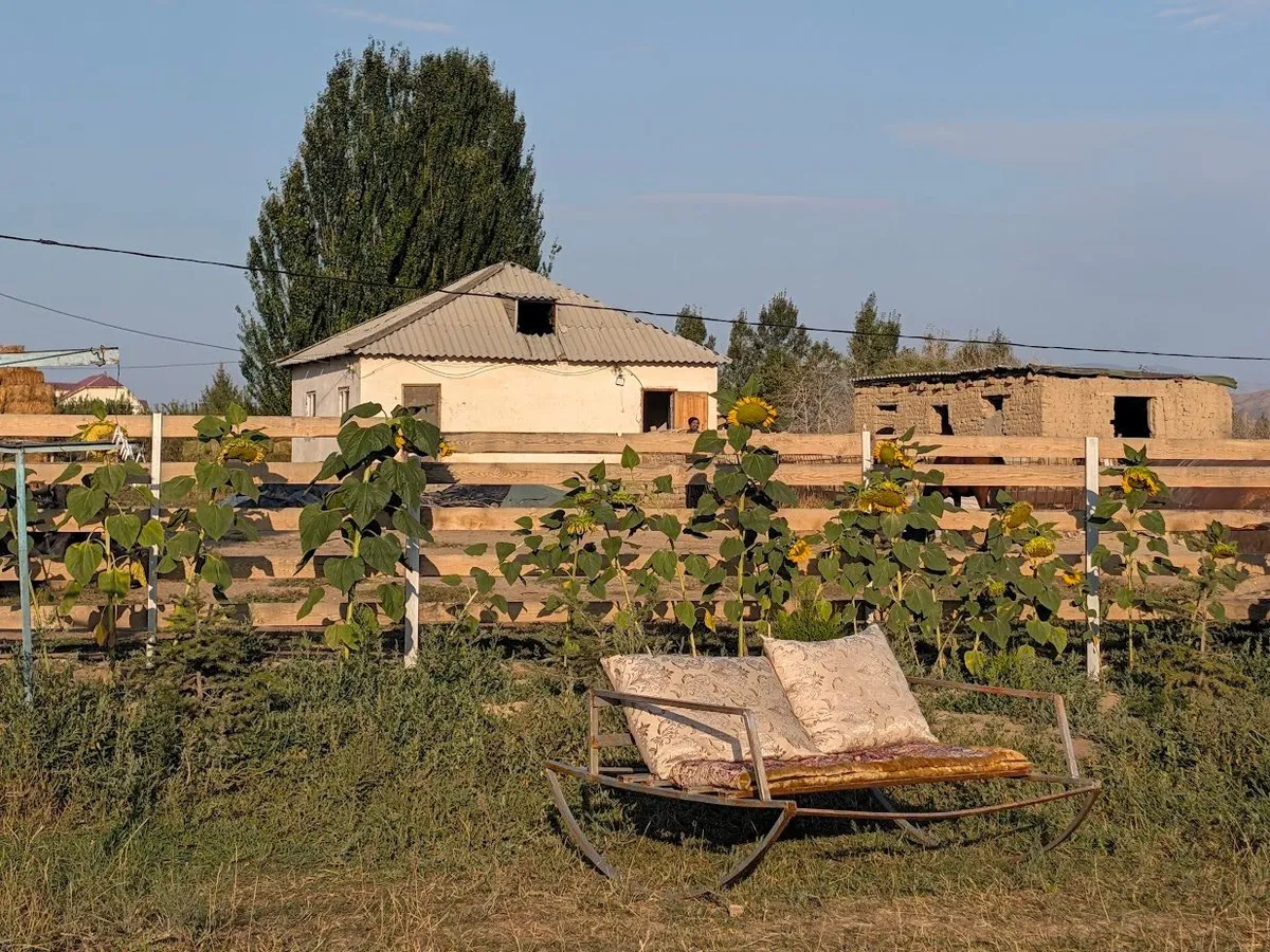 A rocking bench with cushions on the grass in front of a row of sunflowers